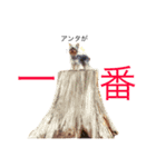 ケイシー犬 2（個別スタンプ：8）