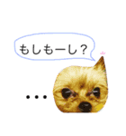 ケイシー犬 2（個別スタンプ：9）
