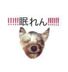 ケイシー犬 2（個別スタンプ：10）