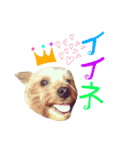 ケイシー犬 2（個別スタンプ：11）