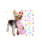 ケイシー犬 2（個別スタンプ：14）