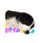 パピボー☆ノア（個別スタンプ：1）