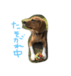 ビーグルふくすけ（個別スタンプ：2）