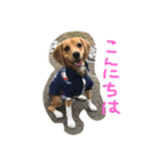 ビーグルふくすけ（個別スタンプ：9）