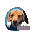 ビーグルふくすけ（個別スタンプ：12）