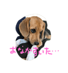 ビーグルふくすけ（個別スタンプ：13）