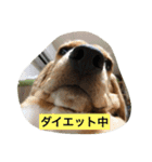 ビーグルふくすけ（個別スタンプ：16）