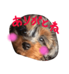 らんころ 日常（個別スタンプ：6）