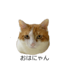ねこのりーちゃん（個別スタンプ：1）