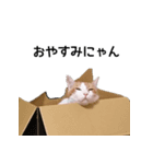 ねこのりーちゃん（個別スタンプ：6）