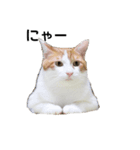 ねこのりーちゃん（個別スタンプ：8）