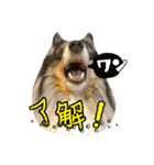シェルティのバロン君（個別スタンプ：1）
