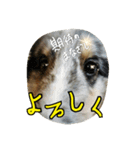 シェルティのバロン君（個別スタンプ：5）