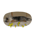 シェルティのバロン君（個別スタンプ：10）