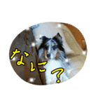 シェルティのバロン君（個別スタンプ：11）