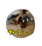 シェルティのバロン君（個別スタンプ：16）