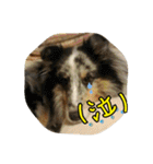 シェルティのバロン君（個別スタンプ：21）