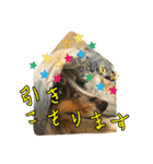 シェルティのバロン君（個別スタンプ：31）