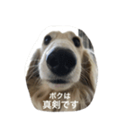 ポロンくん（個別スタンプ：8）