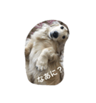 ポロンくん（個別スタンプ：11）