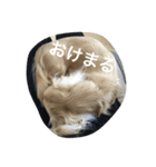 ポロンくん（個別スタンプ：13）