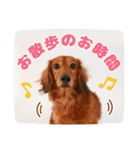 DEC【おでか犬】愛犬スタンプ第5弾（個別スタンプ：22）