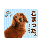 DEC【おでか犬】愛犬スタンプ第5弾（個別スタンプ：23）