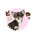 DEC【おでか犬】愛犬スタンプ第5弾（個別スタンプ：25）