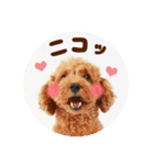 DEC【おでか犬】愛犬スタンプ第5弾（個別スタンプ：28）