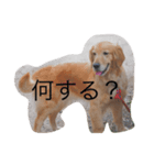 IVUda wan（個別スタンプ：7）