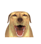 顔の表情（動物）（個別スタンプ：6）