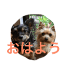 みみとるる（個別スタンプ：1）