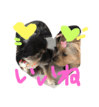 みみとるる（個別スタンプ：6）