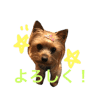 みみとるる（個別スタンプ：11）