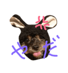 みみとるる（個別スタンプ：13）