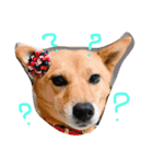 愛犬ゆず（個別スタンプ：1）