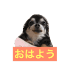 愛犬ゆず（個別スタンプ：2）