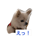 愛犬ゆず（個別スタンプ：3）