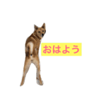 愛犬ゆず（個別スタンプ：6）