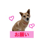 愛犬ゆず（個別スタンプ：7）