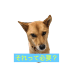 愛犬ゆず（個別スタンプ：11）