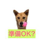 愛犬ゆず（個別スタンプ：12）