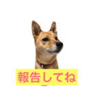 愛犬ゆず（個別スタンプ：13）