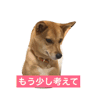 愛犬ゆず（個別スタンプ：14）