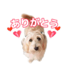 こんにちは、むぎ（個別スタンプ：1）