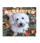 こんにちは、むぎ（個別スタンプ：8）
