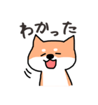 うちの柴犬さん（個別スタンプ：1）