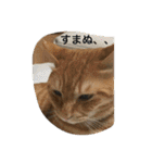しばのスタンプ（個別スタンプ：2）
