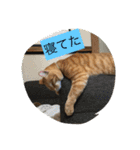 しばのスタンプ（個別スタンプ：6）
