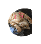 しばのスタンプ（個別スタンプ：7）